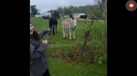 The dog got shocked by electric fence and the donkey started